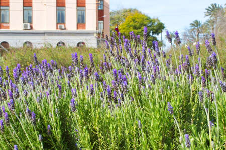 Colorful lavender field in a public garden in Murciaの写真素材