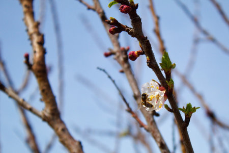 Pretty bee perching on the apricot flower in a gardenの写真素材