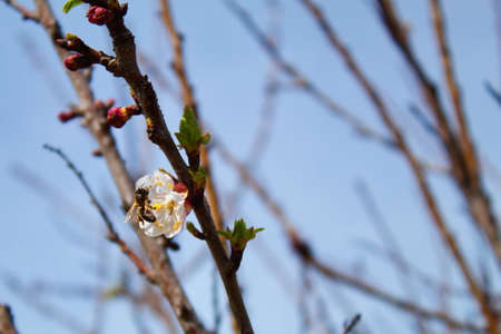 Pretty bee perching on the apricot flower in a gardenの写真素材