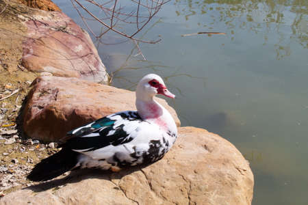 Colorful creole duck rests peacefully on the river bankの写真素材