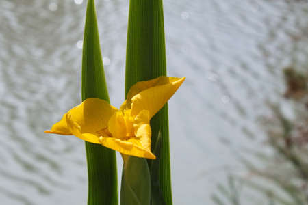 Striking yellow lily in the river park of Murciaの写真素材