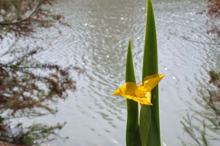 Striking yellow lily in the river park of Murciaの写真素材
