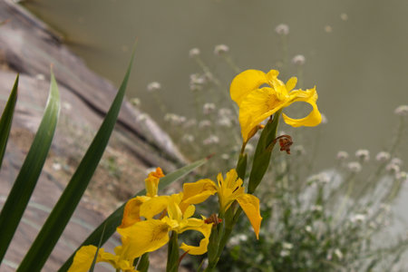 Striking yellow lily in the river park of Murciaの写真素材