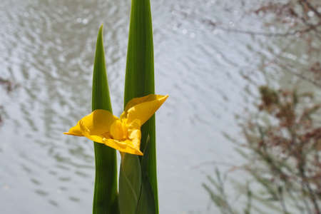 Striking yellow lily in the river park of Murciaの写真素材