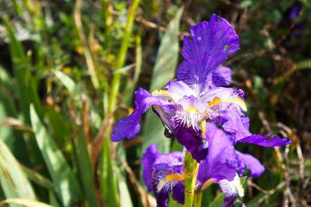 Colorful and striking Iris Sanguinea in a garden in the city of Murciaの写真素材