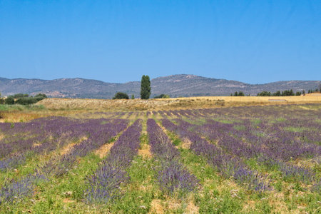 Landscape of beautiful lavender fields in the province of Murciaの写真素材