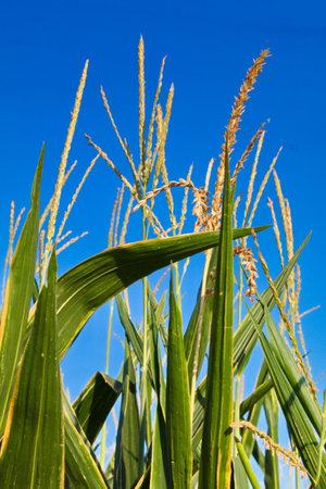 Extensive fields of corn to be harvested and fed to the populationの写真素材