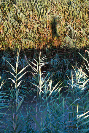 Silhouette of a person exercising in an environment of sustainable nature along the Segura Riverの写真素材