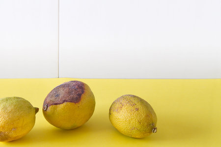 Rotten lemon that can no longer give flavor and is only good for throwing awayの写真素材