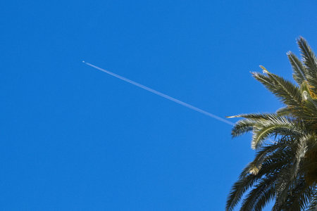Plane leaving contrail in the sky on a sunny day with palm treeの写真素材