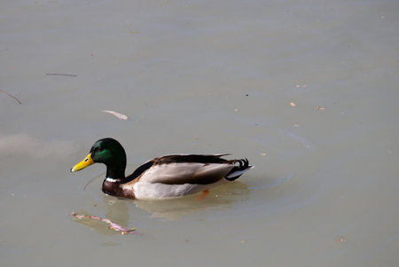 Colorful duck swimming in a pond peacefullyの写真素材