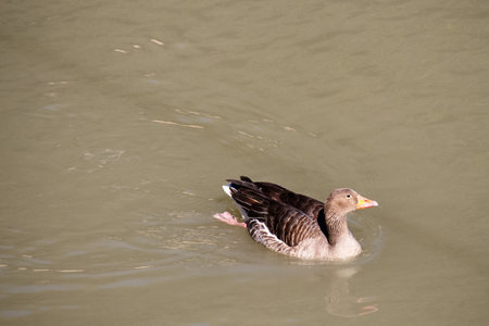Beautiful goose on the bank of the Segura river as it passes through the center of Murciaの写真素材