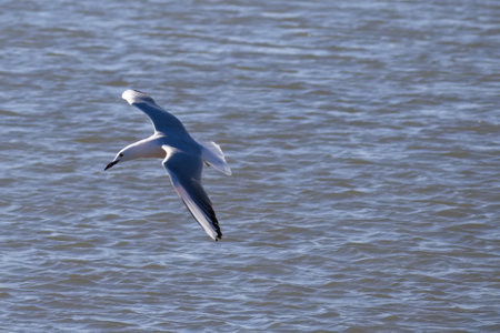 Seagulls flying with a background of deep blue skyの写真素材