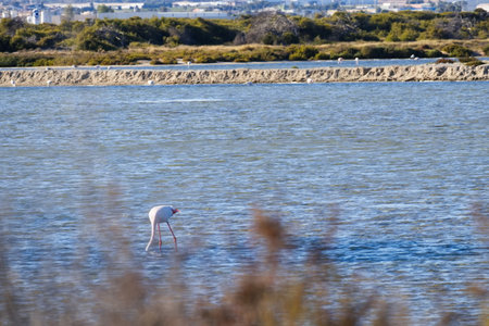 Pretty flamingos feeding silently in a quiet lagoonの写真素材