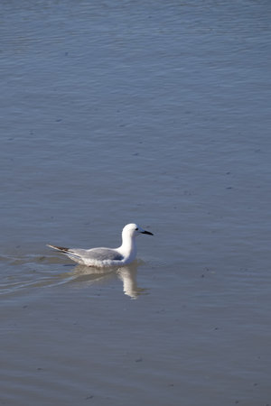 Seagull swims in calm waters of a lagoonの写真素材