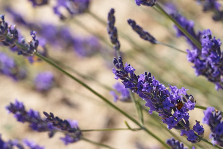 Landscape of beautiful lavender fields in the province of Murciaの写真素材