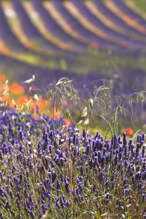 Landscape of beautiful lavender fields in the province of Murciaの写真素材