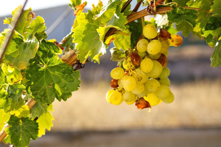 Closeup of bunch of grapes with rotten grains