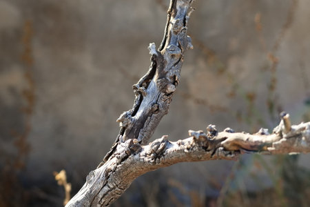Closeup of dry branch of a tree on a hot dayの写真素材