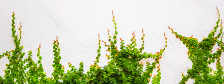 Ivy plant on white backgroundの写真素材