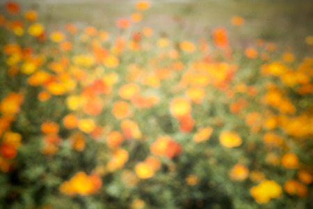 Orange to Gold Out of Focus Abstract Backgroundの写真素材