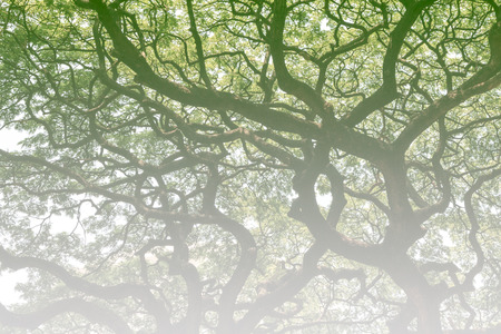 green forest trees backgrounds. soft focus.の写真素材