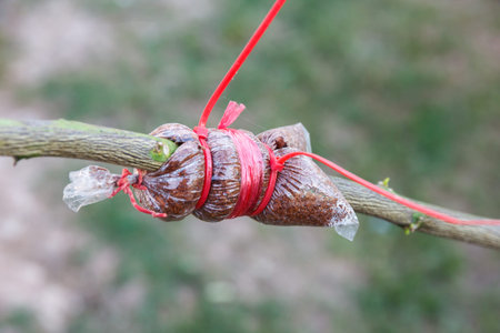 Close up of air layering plant