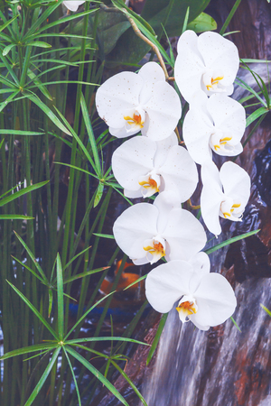 White orchid bloom in the garden.の写真素材