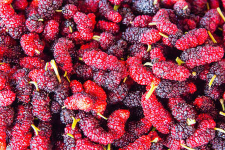 Mulberry background, fresh red and black mulberries.の写真素材
