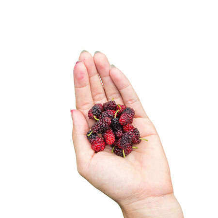 red mulberries fruit on hand, isolated on white background.の写真素材