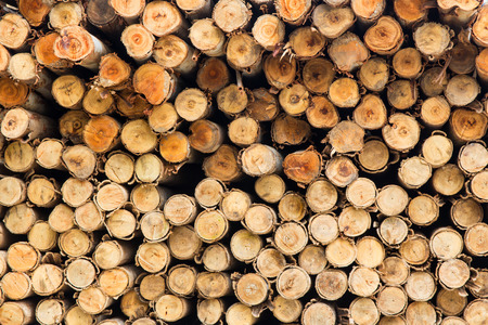 Eucalyptus tree background, Pile of wood used for industry.の写真素材