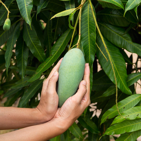 fresh mango in hand, mango fruit hanging on a mango tree.の写真素材