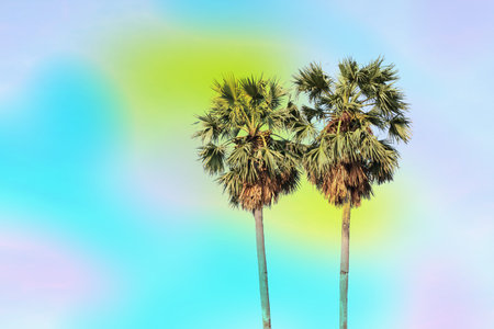 Silhouette sugar palm tree with sky background - vintage filter effectの写真素材