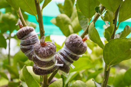 Close up of air layering plant, Lime tree.の写真素材