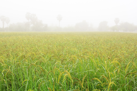 morning fog in the fields rice background, Thailand.の写真素材
