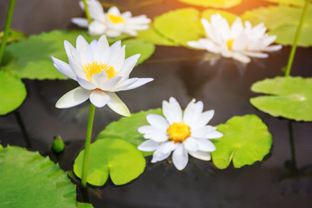 Beautiful white lotus in the pond background.の写真素材