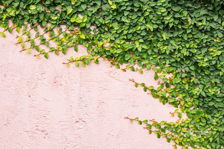 Green ivy leaves on cement wall background.の写真素材