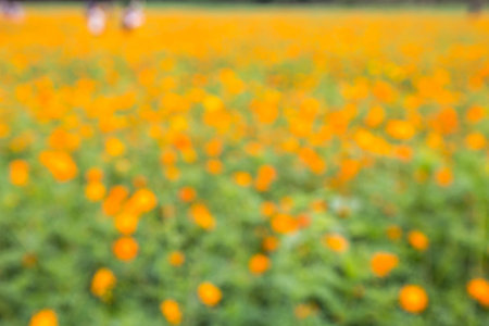 Blur image of orange cosmos flower background.の写真素材
