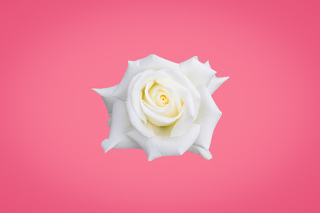 White rose isolated on pink backgroundの写真素材