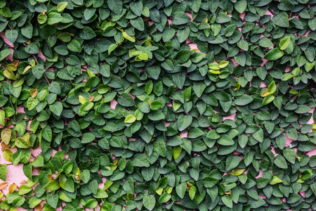 Backdrop of green leaves natural wall.の写真素材