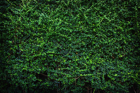 Backdrop of green leaves natural wall.の写真素材