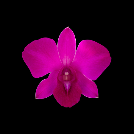 orchid isolated on black backgroundの写真素材