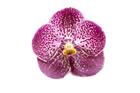 Purple orchid isolated on white background.の写真素材