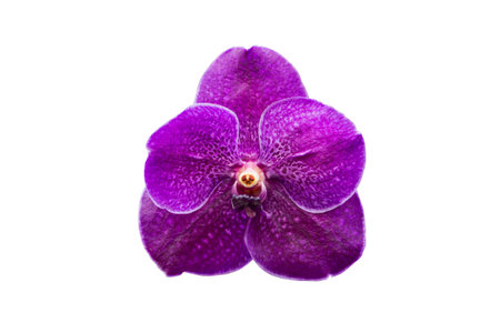 Purple orchid isolated on white background.の写真素材