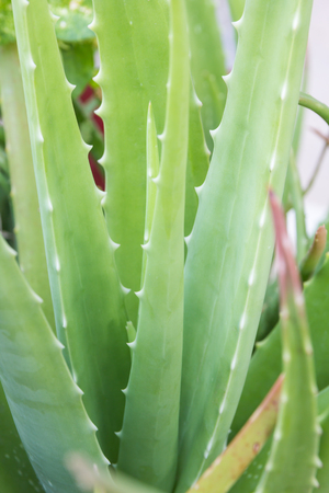 Close up of aloe vera plant leaves background.の写真素材