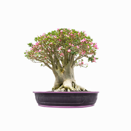 Impala Lily tree in pot isolated on white backgroundの写真素材