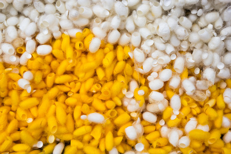 Background of yellow and white silkworm cocoons shell.の写真素材