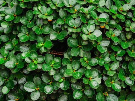 Green leaves wall texture and background.