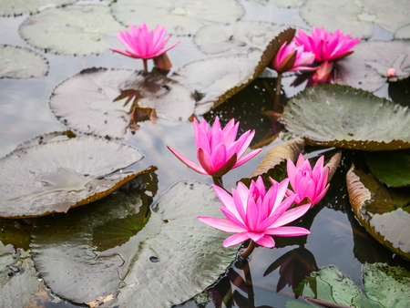 Beautiful waterlily or lotus flower in pond backgroundの写真素材