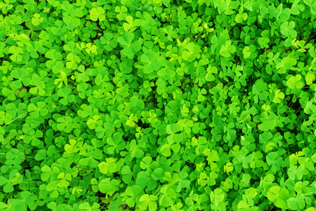 Wood sorrel on the ground in the forestの写真素材